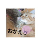 ニャン会話(=^・^=)（個別スタンプ：12）