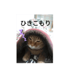 ニャン会話(=^・^=)（個別スタンプ：14）