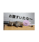 ニャン会話(=^・^=)（個別スタンプ：15）