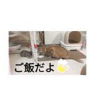 ニャン会話(=^・^=)（個別スタンプ：16）