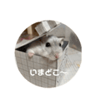 だ・い・ふ・く（個別スタンプ：11）