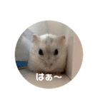 だ・い・ふ・く（個別スタンプ：13）