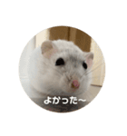 だ・い・ふ・く（個別スタンプ：35）