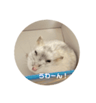だ・い・ふ・く（個別スタンプ：37）