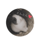 とんchan☆（個別スタンプ：1）