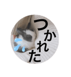 とんchan☆（個別スタンプ：3）