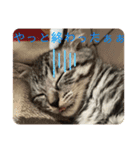 アルナハ1（個別スタンプ：4）