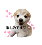 毛むくじゃら達4♥（個別スタンプ：8）