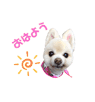 ポメポメみるく（個別スタンプ：1）