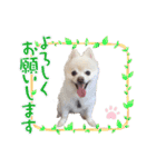 ポメポメみるく（個別スタンプ：5）