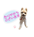 ポメポメみるく（個別スタンプ：8）