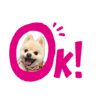 ポメポメみるく（個別スタンプ：10）