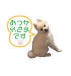 ポメポメみるく（個別スタンプ：12）