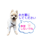ポメポメみるく（個別スタンプ：14）