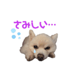 ポメポメみるく（個別スタンプ：27）