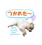 ポメポメみるく（個別スタンプ：28）