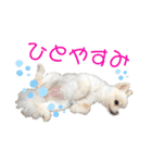 ポメポメみるく（個別スタンプ：34）