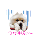 ポメポメみるく（個別スタンプ：36）