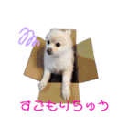 ポメポメみるく（個別スタンプ：37）