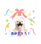 ポメポメみるく（個別スタンプ：39）