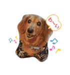 我が家の愛犬ダックス 日常（個別スタンプ：1）