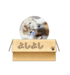 我が家の愛犬ダックス 日常（個別スタンプ：2）