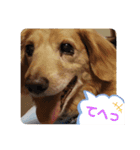 我が家の愛犬ダックス 日常（個別スタンプ：3）