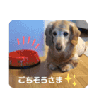 我が家の愛犬ダックス 日常（個別スタンプ：4）