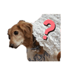 我が家の愛犬ダックス 日常（個別スタンプ：5）