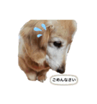 我が家の愛犬ダックス 日常（個別スタンプ：6）