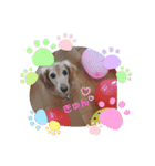 我が家の愛犬ダックス 日常（個別スタンプ：8）