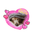 我が家の愛犬ダックス 日常（個別スタンプ：10）