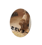 我が家の愛犬ダックス 日常（個別スタンプ：11）