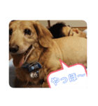 我が家の愛犬ダックス 日常（個別スタンプ：12）