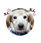 我が家の愛犬ダックス 日常（個別スタンプ：13）