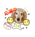 我が家の愛犬ダックス 日常（個別スタンプ：15）