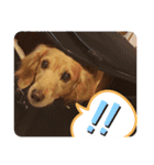 我が家の愛犬ダックス 日常（個別スタンプ：16）