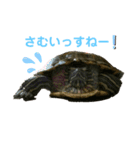 かめちゃん スタンプ（個別スタンプ：2）