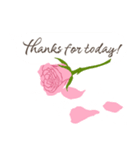 英語/『ありがとう』ピンクの薔薇（個別スタンプ：24）