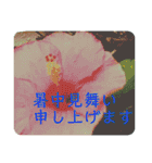 言の葉 〜花鳥風月〜季節の挨拶 敬語（個別スタンプ：9）