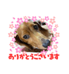 ダックスラブ♡ラブ♡（個別スタンプ：6）