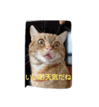 プリンちゃんとマロンちゃん春（個別スタンプ：3）