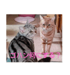 プリンちゃんとマロンちゃん春（個別スタンプ：5）