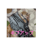 プリンちゃんとマロンちゃん春（個別スタンプ：7）