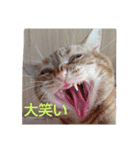 プリンちゃんとマロンちゃん春（個別スタンプ：8）