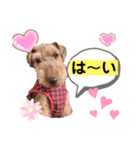 ウェルシュテリア ♡ ジェリーさんの1日②（個別スタンプ：1）