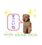 ウェルシュテリア ♡ ジェリーさんの1日②（個別スタンプ：2）