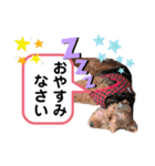 ウェルシュテリア ♡ ジェリーさんの1日②（個別スタンプ：4）