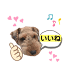 ウェルシュテリア ♡ ジェリーさんの1日②（個別スタンプ：5）