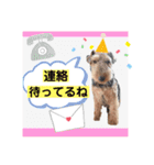ウェルシュテリア ♡ ジェリーさんの1日②（個別スタンプ：6）